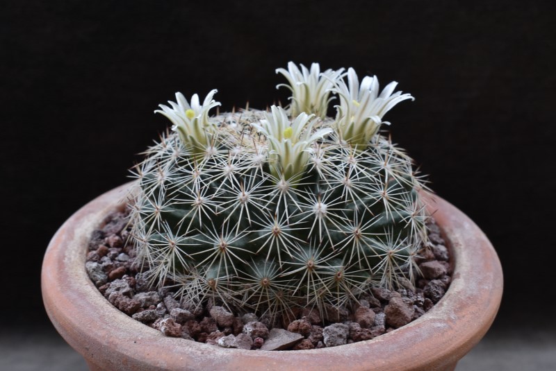 Mammillaria applanata         9939-213