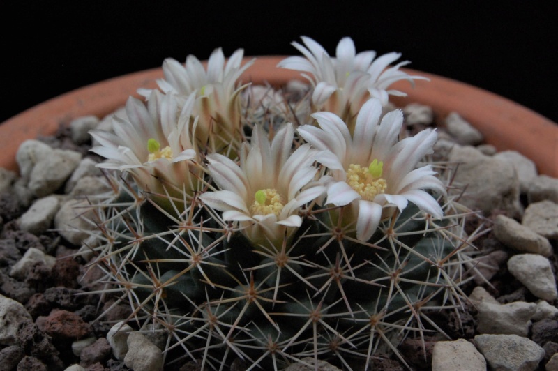 Mammillaria heyderi - Page 2 9996-211