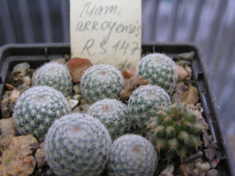 Mammillaria arroyensis       Arroye11