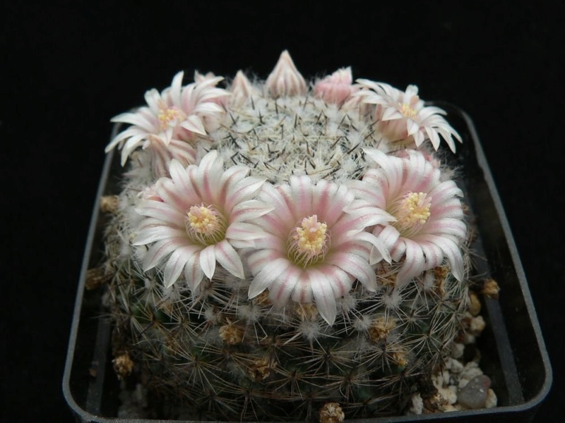 Mammillaria arroyensis       Arroye12