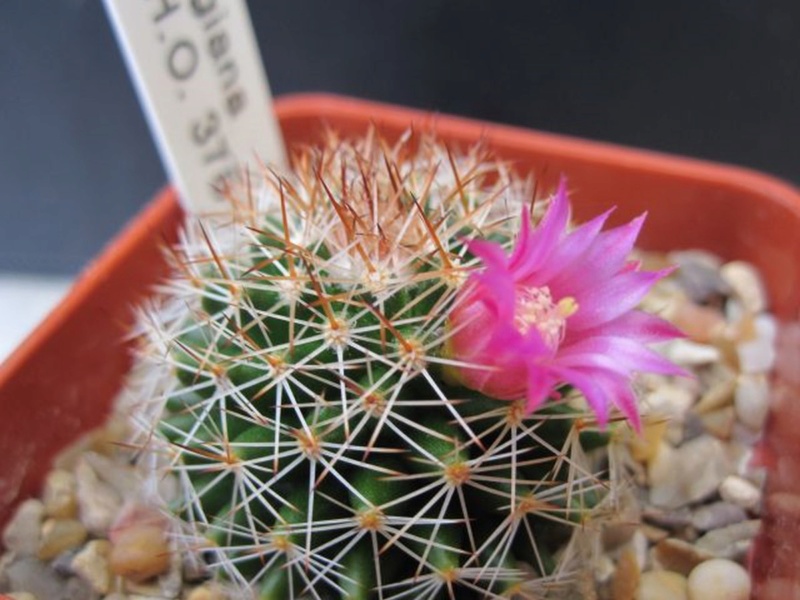 Mammillaria backebergiana Backeb10