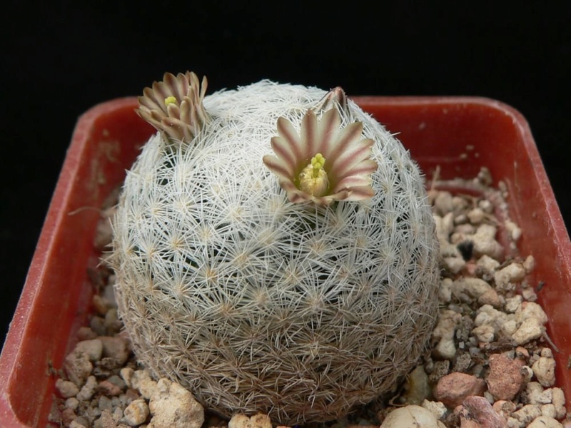 Mammillaria chica Chica_10