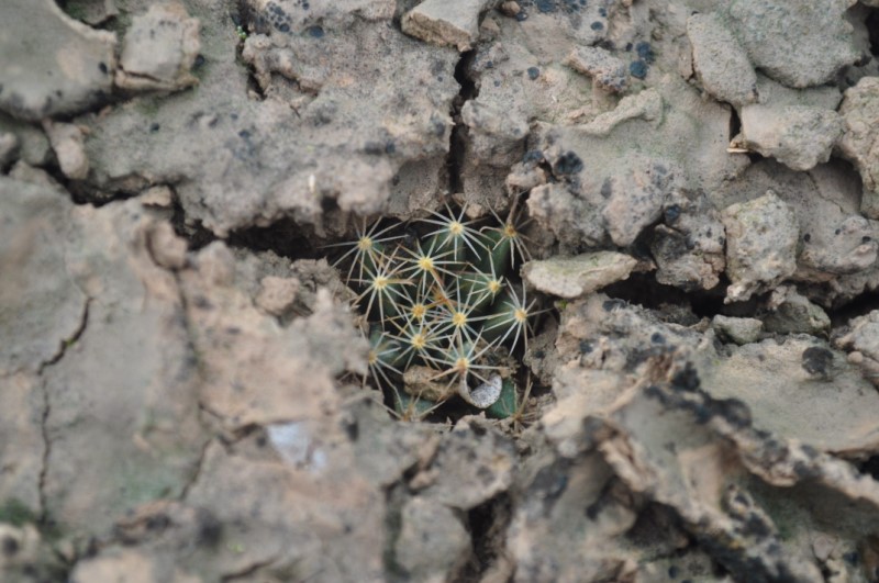 Mammillaria coahuilensis Coahui12