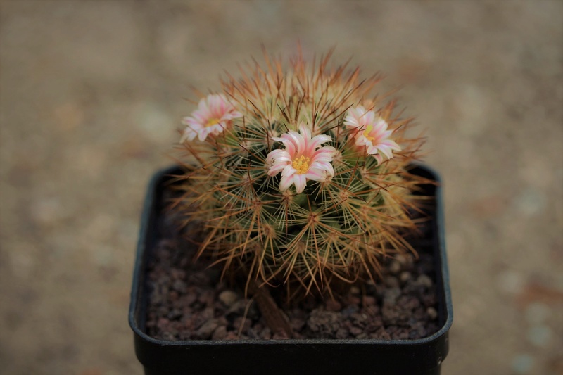 Mammillaria discolor Discol10