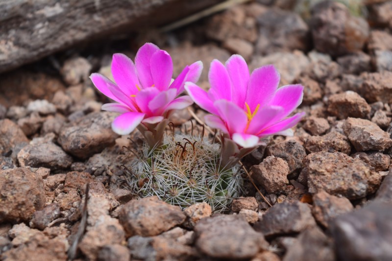 Mammillaria boolii Dsc_6615