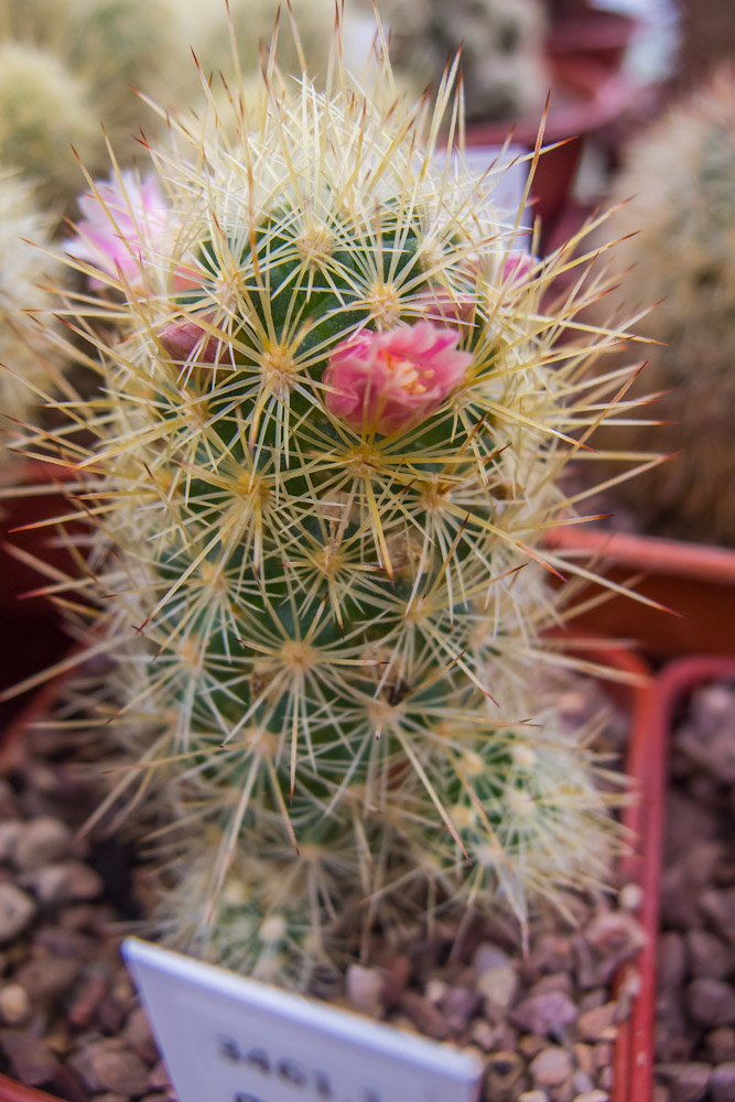 Mammillaria elongata Elonga10