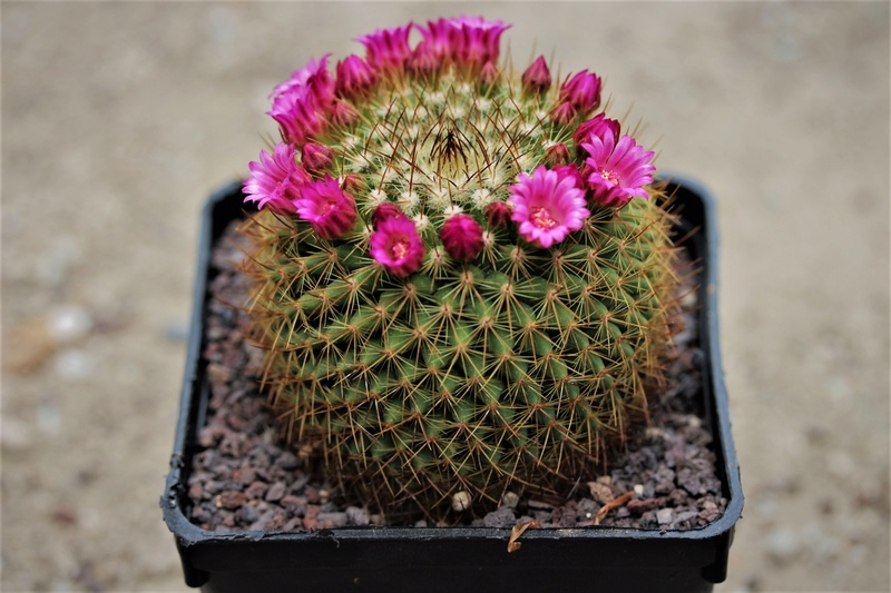 Mammillaria fuscata Fuscat10