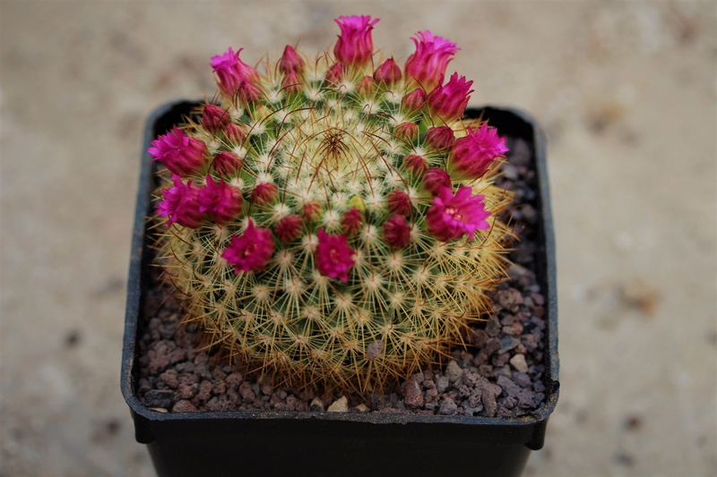 Mammillaria fuscata Fuscat11