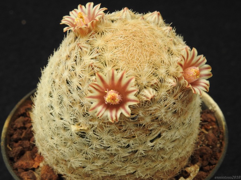 Mammillaria chica Gasser10