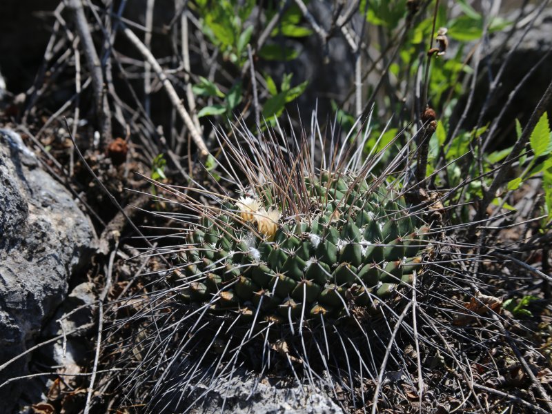 Mammillaria linaresensis Img_0410