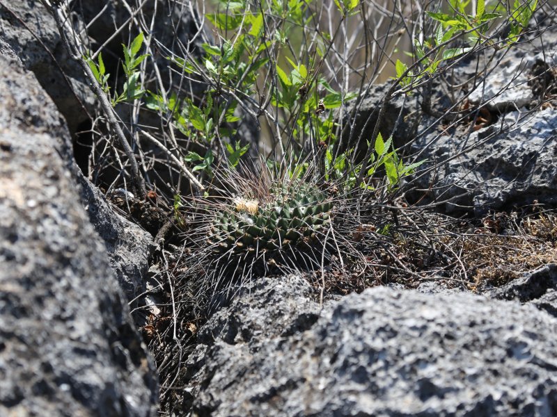 Mammillaria linaresensis Img_0411