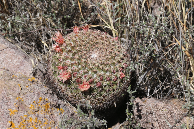 Mammillaria kruegeri n.n. Img_1010