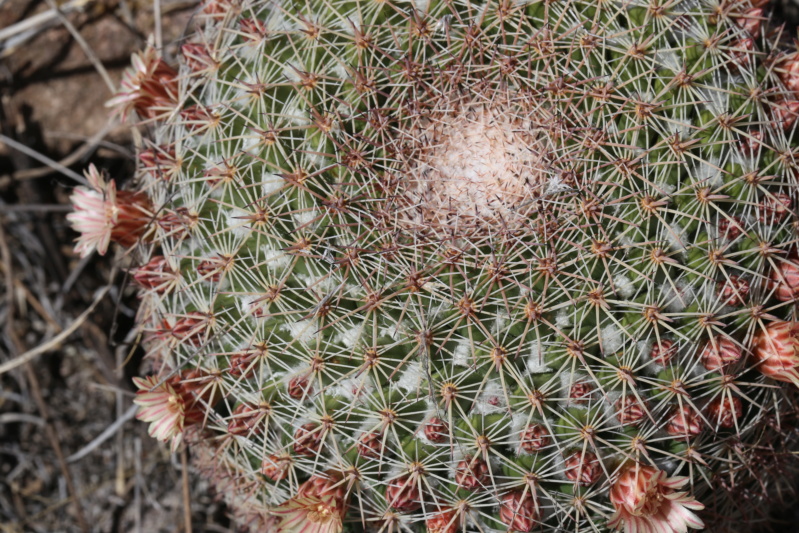 Mammillaria kruegeri n.n. Img_1012