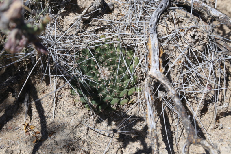 Mammillaria heyderi - Page 2 Img_2115