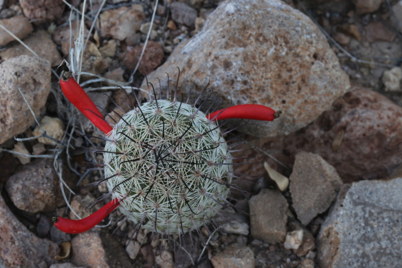 Mammillaria swinglei Img_2527