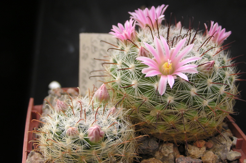 Mammillaria jaliscana Jalisc13