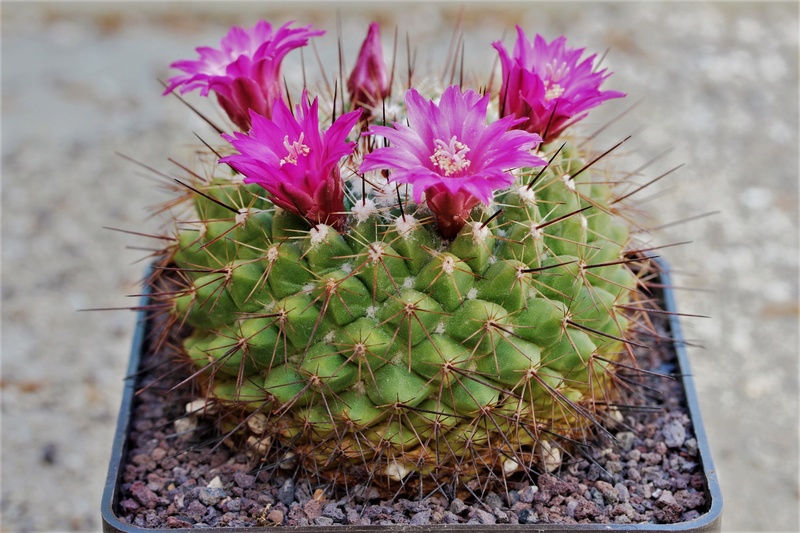 Mammillaria melanocentra Melano10