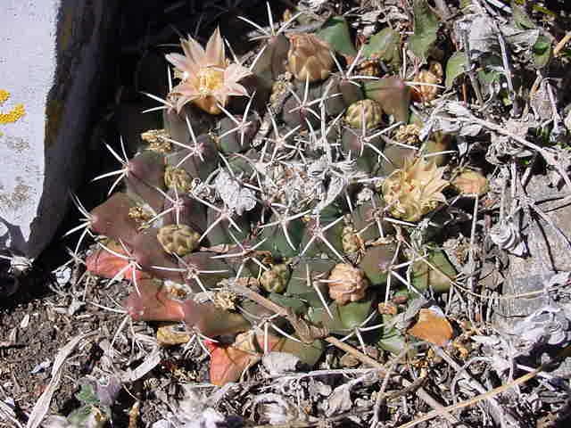 Mammillaria sororia Peregr10