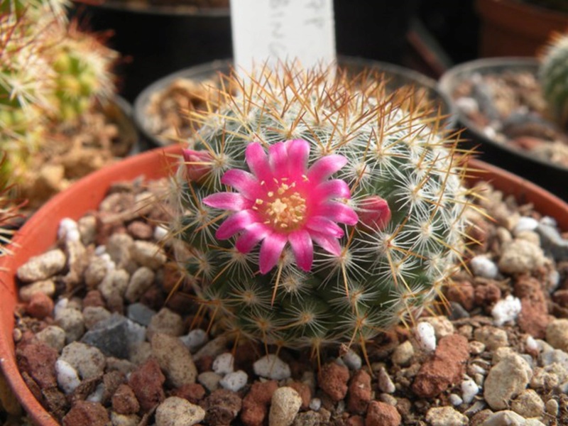 mammillaria pseudohalbingeri Pseudo10