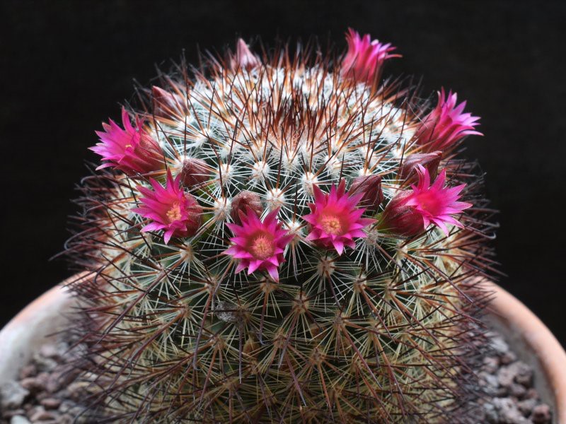 Mammillaria rekoi Rep_7110