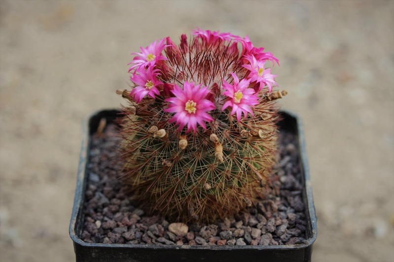 Mammillaria sanjuanensis  Sanjua10