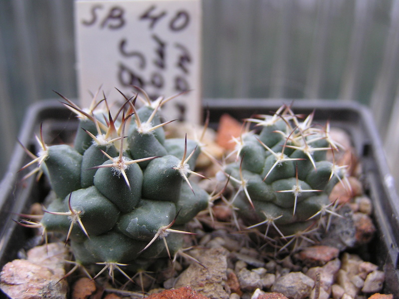 Mammillaria magnimamma Sb_4010