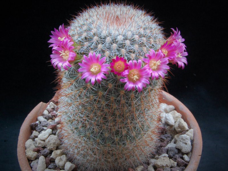 Mammillaria rekoi Sb_58110