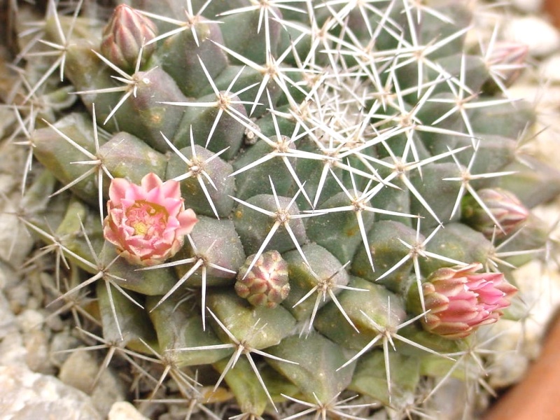 Mammillaria sororia Sorori10