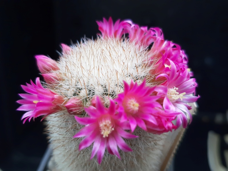 Mammillaria spinosissima Spinos10