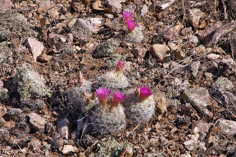 Mammillaria wrightii Wright11