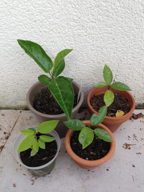 Semis de passiflora Photo12