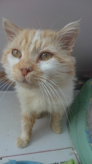 FLOKI, européen roux et blanc poils mi-longs, 2 ans 1/2, M, FIV+ Dsc_0026