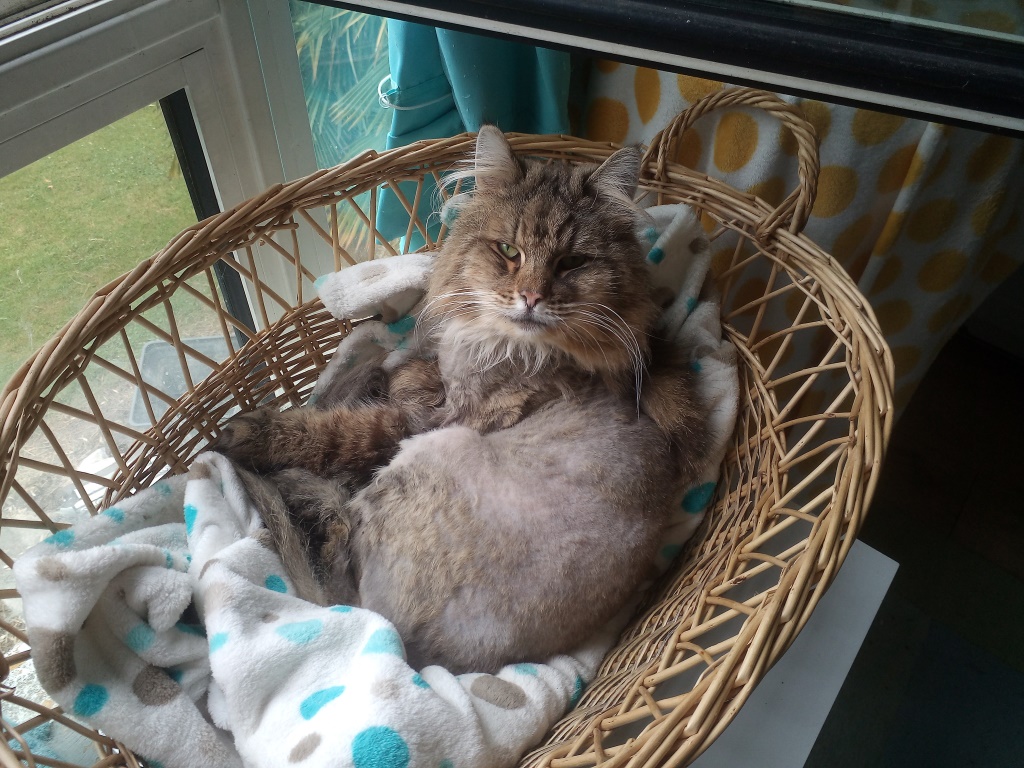 [SAUVETAGE] HERMES, norvegien brown tabby, 9 ans, M Img_2048