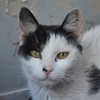 saba - SABA, européenne noire et blanche , 4 ans, F  Orlane12