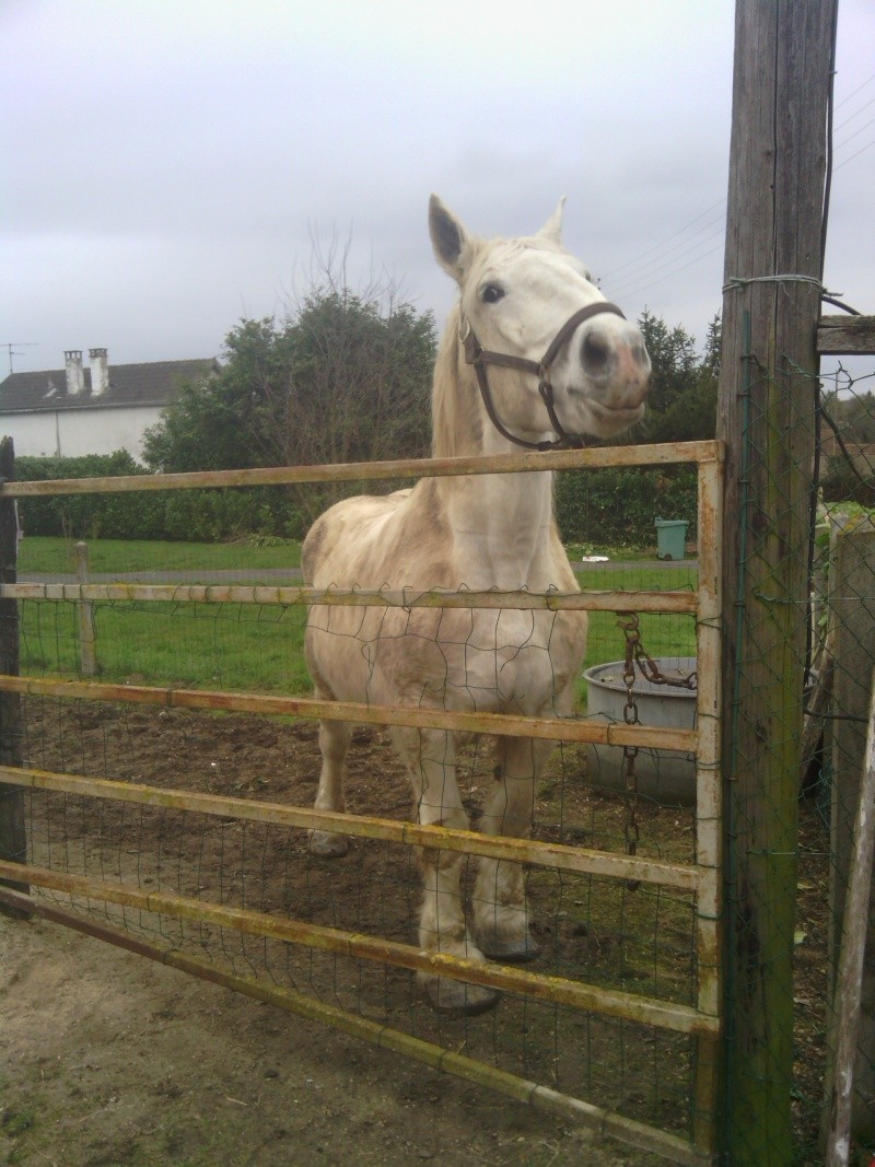 JADE - PP Percheron née en 1997 - adoptée en janvier 2013 par Helline 28 (ex Undicci) - Page 4 Img_2029