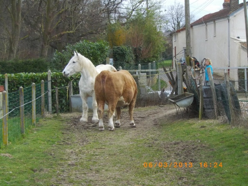 JADE - PP Percheron née en 1997 - adoptée en janvier 2013 par Helline 28 (ex Undicci) - Page 4 Imgp1810