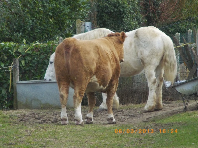 JADE - PP Percheron née en 1997 - adoptée en janvier 2013 par Helline 28 (ex Undicci) - Page 4 Imgp1811