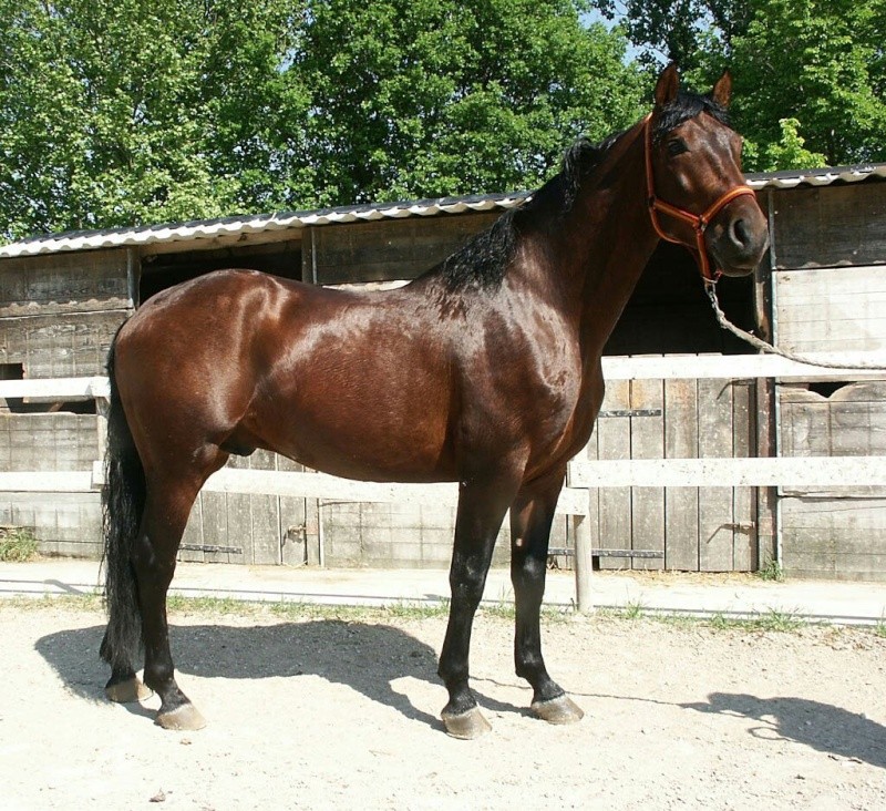 JADE - PP Percheron née en 1997 - adoptée en janvier 2013 par Helline 28 (ex Undicci) - Page 4 Peru_411