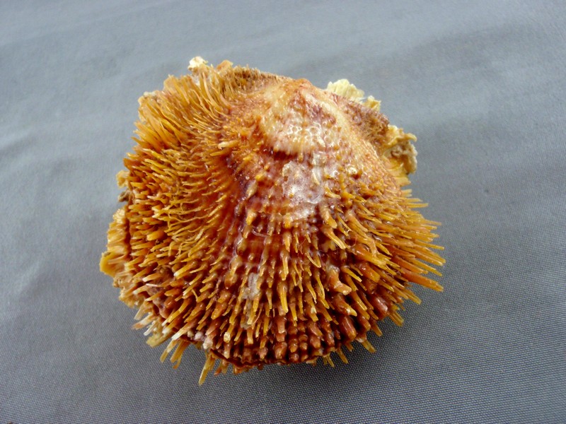 Spondylus linguafelis G. B. Sowerby II, 1847  Spondy10