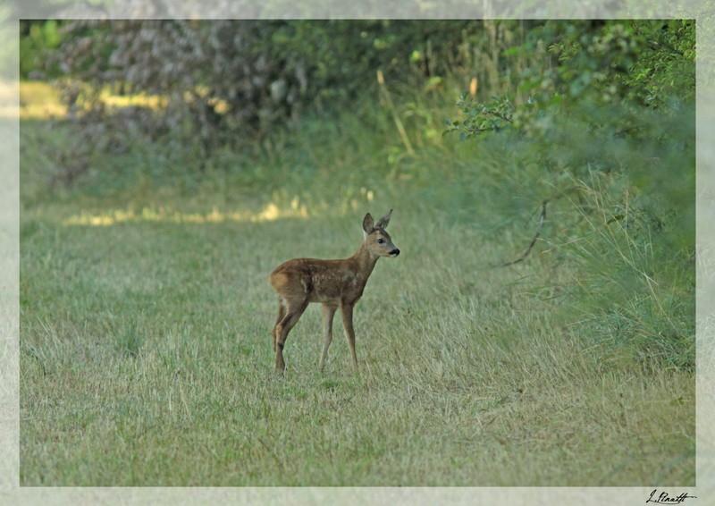 Le chevreuil Le_fao10