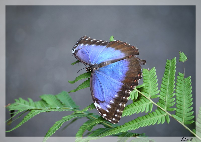 Le papillon Papill13