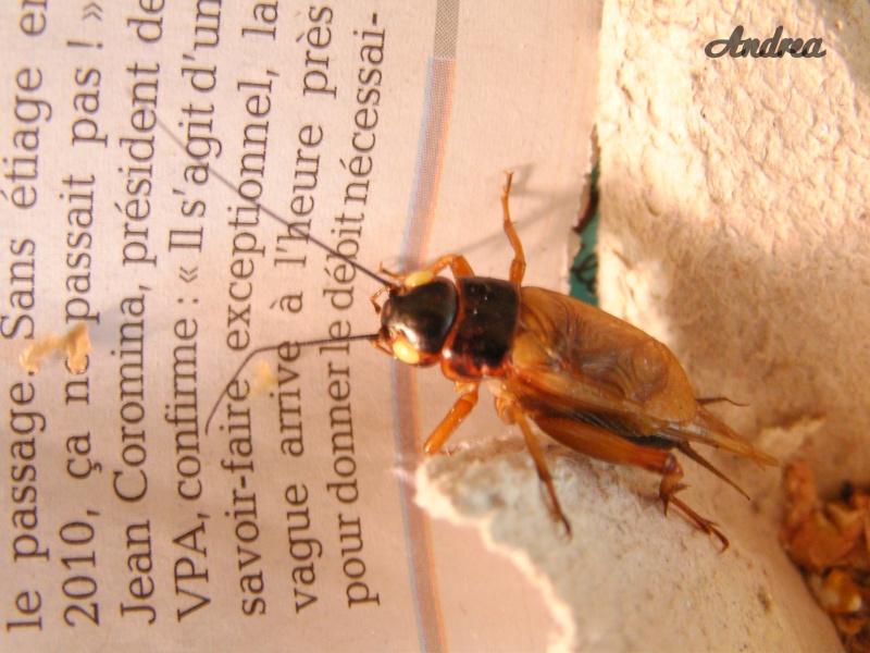 Grillon noir aux yeux jaunes (gryllus bimaculatus) Snb11812