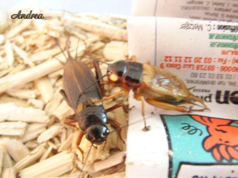 Grillon noir aux yeux jaunes (gryllus bimaculatus) Snb11814