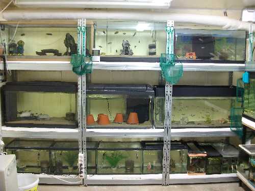 réorganisation de ma fishroom 5502_111