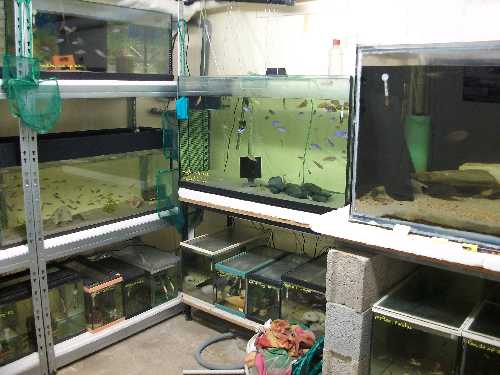 réorganisation de ma fishroom 5503_111