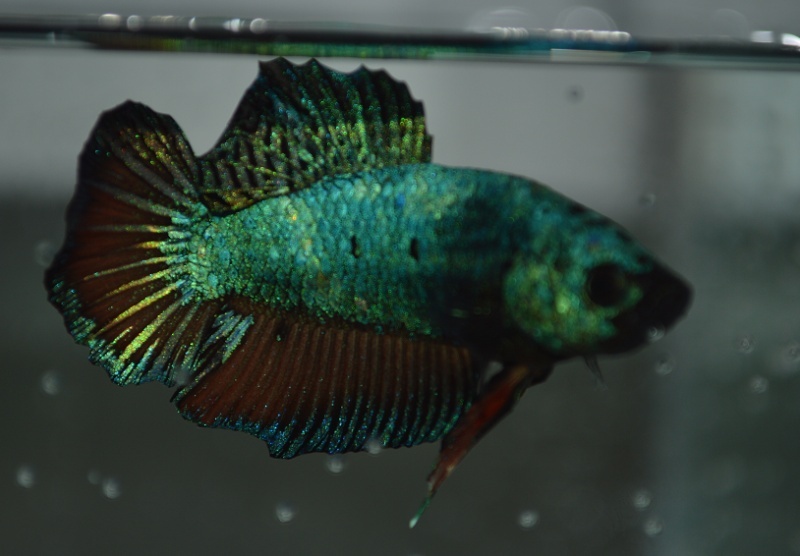 petit nouveau de chez Siamimbellis Azul210