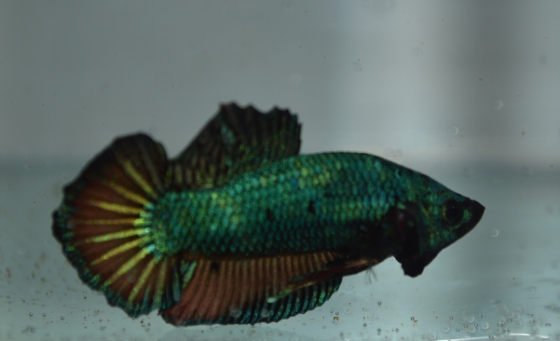 petit nouveau de chez Siamimbellis Azul_110