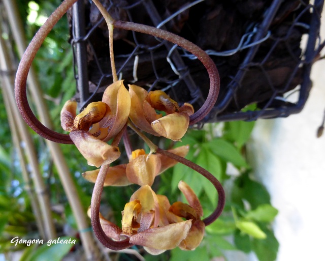 orchidées : nos floraisons au fil des saisons 2010-2013-2014  - Page 14 18-08-10