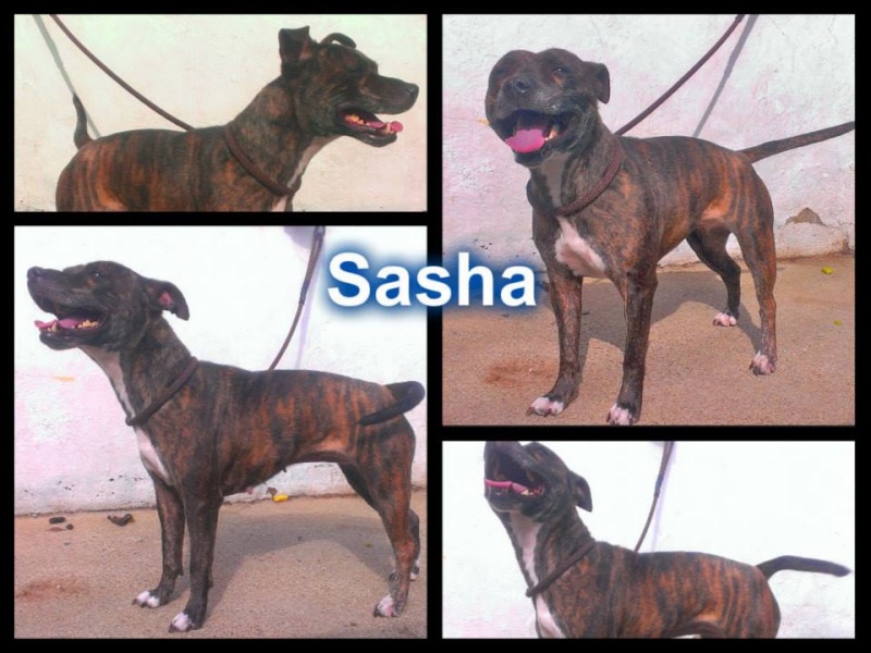 Meet Sasha a lovely girl who is looking for rescue Sasha_10