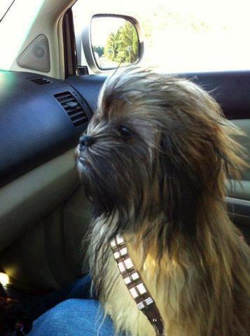 On a retrouvé Han Solo Chewba10